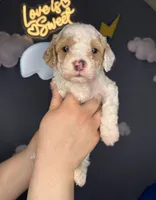 Kinder, a male Poodle - Miniature  for sale in West Sacramento, CA – 2 of 7