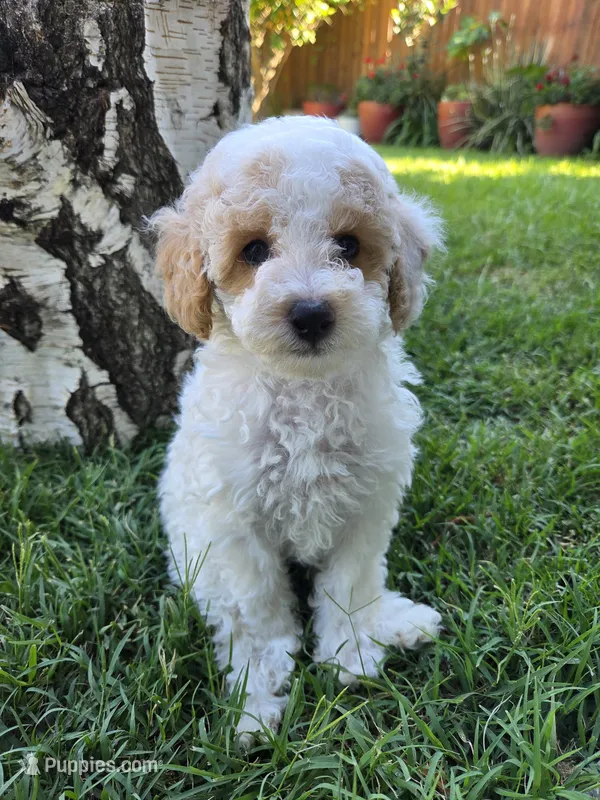 Aster – Poodle - Toy  puppy for sale in West Sacramento, CA