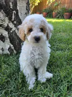 Aster, a male Poodle - Toy  for sale in West Sacramento, CA – 1 of 5