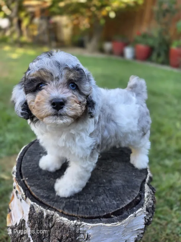 Boba – Poodle - Toy , Poodle - Miniature  puppy for sale in West Sacramento, CA