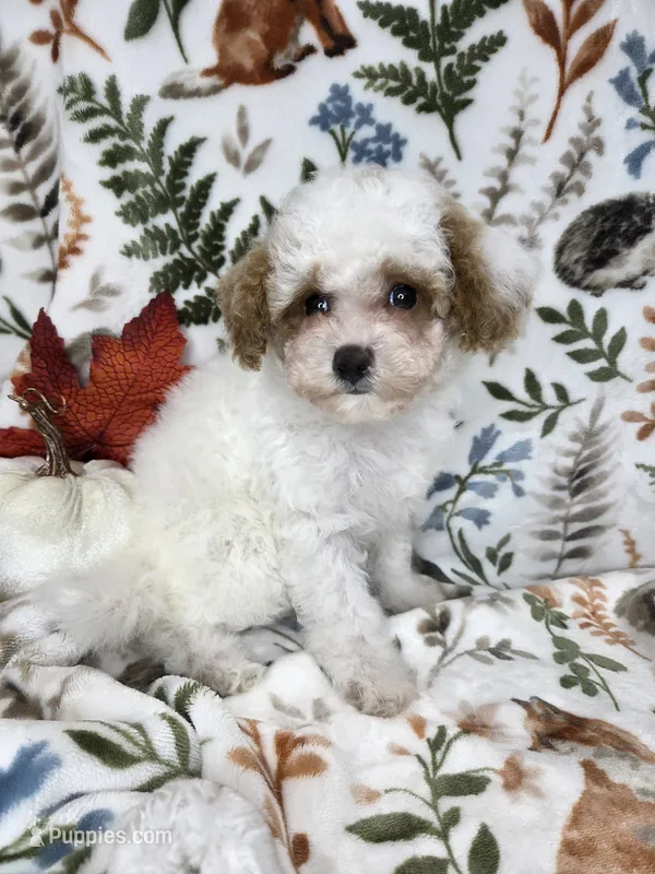 Sky – Poodle - Toy  puppy for sale in West Sacramento, CA