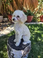 Teo, a male Poodle - Toy  for sale in West Sacramento, CA – 2 of 5