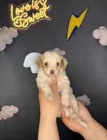 Sky, a female Poodle - Toy  for sale in West Sacramento, CA – 2 of 6
