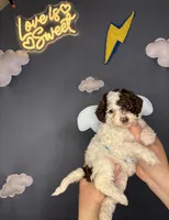 Raya, a female Poodle - Toy  for sale in West Sacramento, CA – 2 of 6