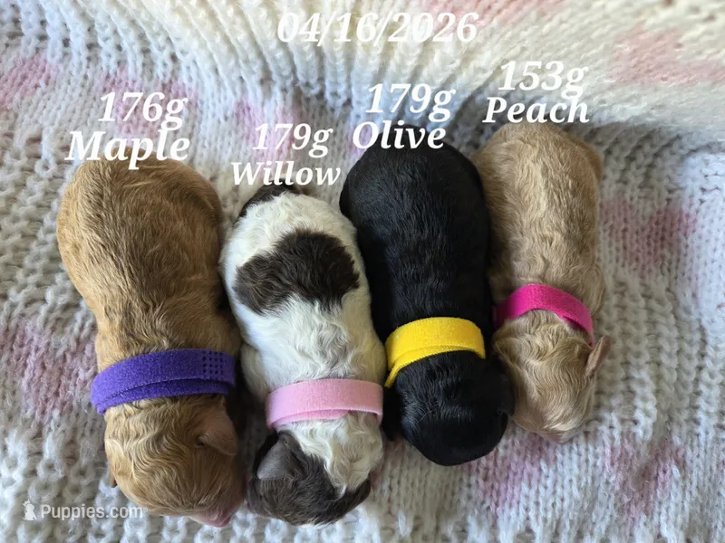 Olive – Poodle - Toy  puppy for sale in West Sacramento, CA