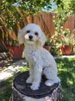 Teo, a male Poodle - Toy  for sale in West Sacramento, CA – 4 of 5