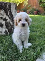 Aster, a male Poodle - Toy  for sale in West Sacramento, CA – 3 of 5