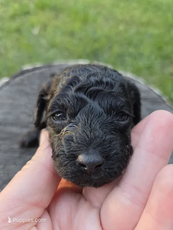 Olive – Poodle - Toy  puppy for sale in West Sacramento, CA