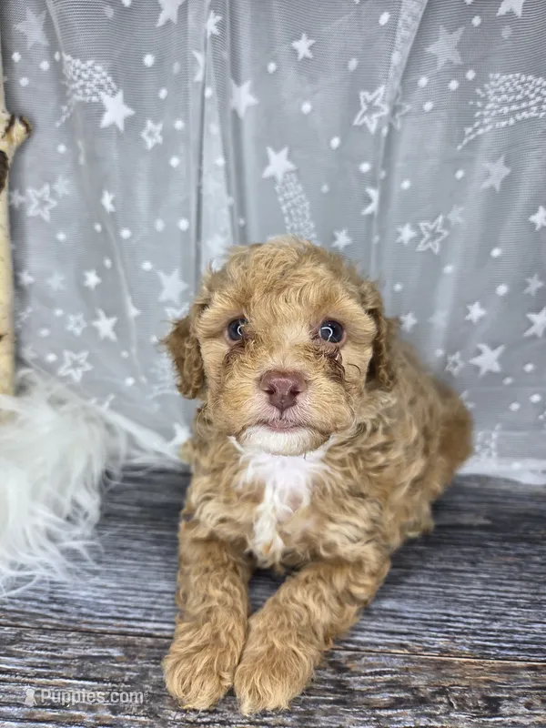 Honey – Poodle - Toy , Poodle - Miniature  puppy for sale in West Sacramento, CA