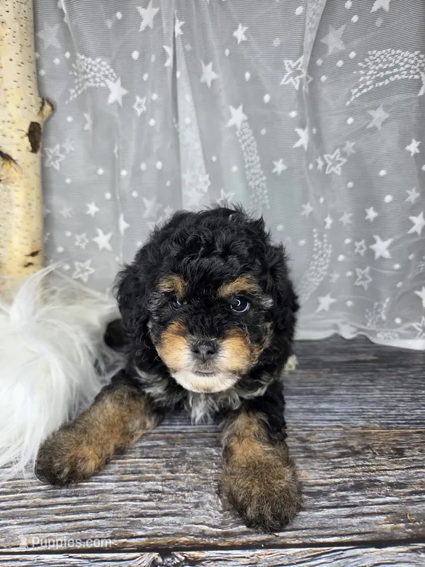 Truffle – Poodle - Toy , Poodle - Miniature  puppy for sale in West Sacramento, CA