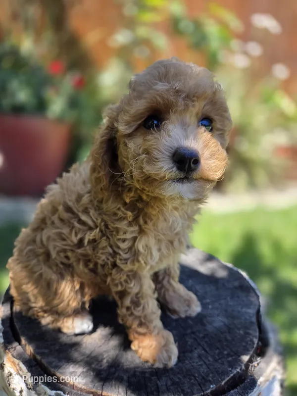 Maple – Poodle - Toy , Poodle - Miniature  puppy for sale in West Sacramento, CA