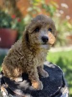 Maple, a female Poodle - Toy  and Poodle - Miniature  for sale in West Sacramento, CA – 1 of 5