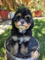 Truffle, a female Poodle - Toy  and Poodle - Miniature  for sale in West Sacramento, CA – 3 of 4