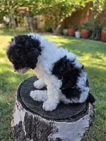 Taffy, a female Poodle - Miniature  for sale in West Sacramento, CA – 7 of 7