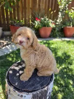 Honey, a female Poodle - Miniature  for sale in West Sacramento, CA – 2 of 8