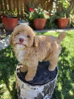 Honey, a female Poodle - Miniature  for sale in West Sacramento, CA – 3 of 8