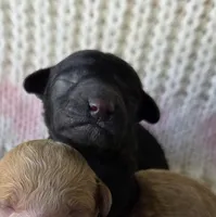 Olive, a female Poodle - Toy  for sale in West Sacramento, CA – Photo 2 of 3