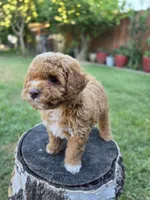 Lolly, a female Poodle - Miniature  for sale in West Sacramento, CA – 8 of 10
