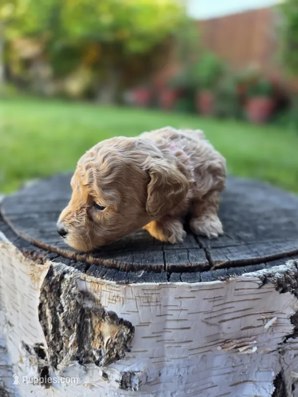 Peach – Poodle - Toy  puppy for sale in West Sacramento, CA