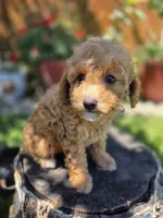 Maple, a female Poodle - Toy  and Poodle - Miniature  for sale in West Sacramento, CA – 4 of 5