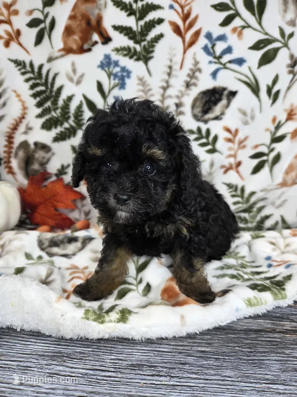 Shadow  – Poodle - Toy  puppy for sale in West Sacramento, CA