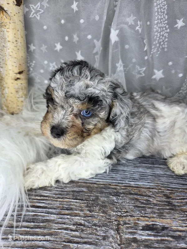 Boba – Poodle - Toy , Poodle - Miniature  puppy for sale in West Sacramento, CA
