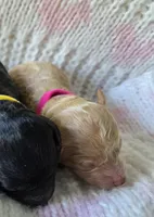 Peach, a female Poodle - Toy  for sale in West Sacramento, CA – Photo 2 of 3