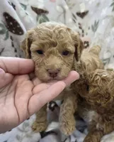 Honey, a female Poodle - Toy  and Poodle - Miniature  for sale in West Sacramento, CA – 2 of 2