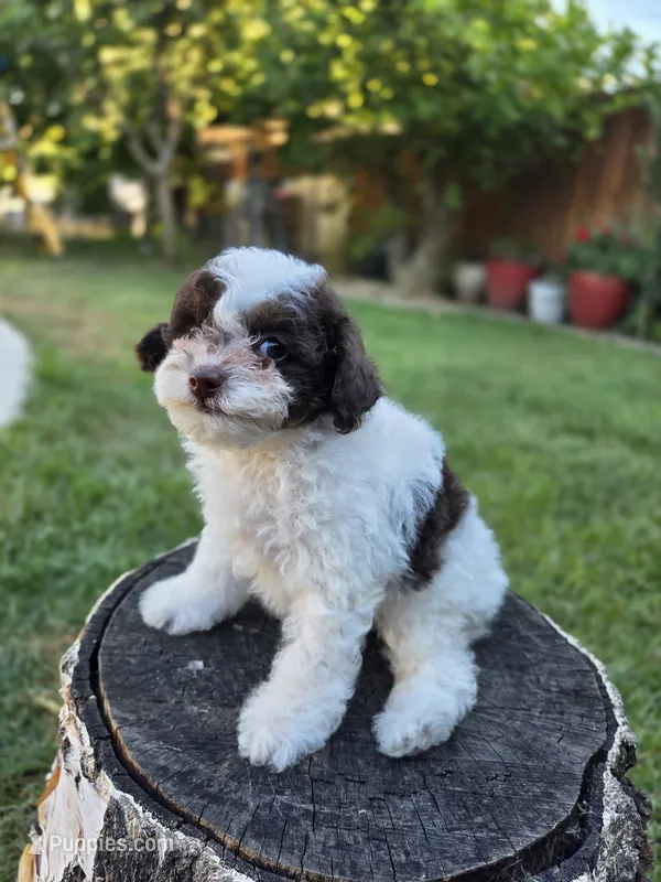 Kit – Poodle - Toy  puppy for sale in West Sacramento, CA