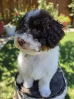 Twix, a male Poodle - Miniature  for sale in West Sacramento, CA – 8 of 9
