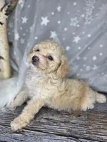 Mochi, a female Poodle - Toy  and Poodle - Miniature  for sale in West Sacramento, CA – 6 of 8