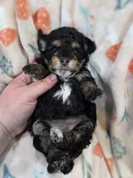 Truffle, a female Poodle - Miniature  for sale in West Sacramento, CA – 2 of 2