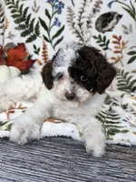 Raya -Chocolate Parti, a female Poodle - Toy  for sale in West Sacramento, CA – 2 of 8