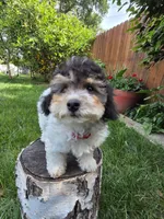 Remy, a male Poodle - Miniature  for sale in West Sacramento, CA – 7 of 10