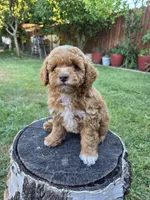 Lolly, a female Poodle - Miniature  for sale in West Sacramento, CA – 3 of 10