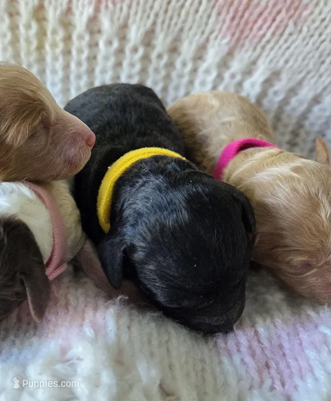 Olive – Poodle - Toy  puppy for sale in West Sacramento, CA