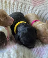 Olive, a female Poodle - Toy  for sale in West Sacramento, CA – Photo 1 of 3