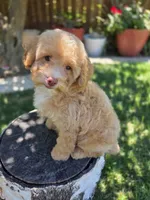 Honey, a female Poodle - Miniature  for sale in West Sacramento, CA – 8 of 8