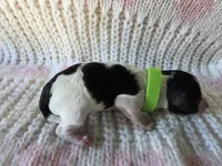 Sage, a male Poodle - Toy  for sale in West Sacramento, CA – Photo 3 of 4