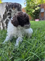 Willow, a female Poodle - Toy  for sale in West Sacramento, CA – 9 of 10
