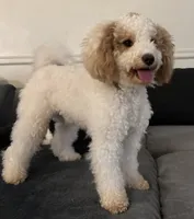 Sky, a female Poodle - Toy  for sale in West Sacramento, CA – 5 of 6