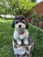 Remy, a male Poodle - Miniature  for sale in West Sacramento, CA – 8 of 10