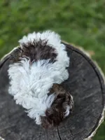 Willow, a female Poodle - Toy  for sale in West Sacramento, CA – 6 of 10
