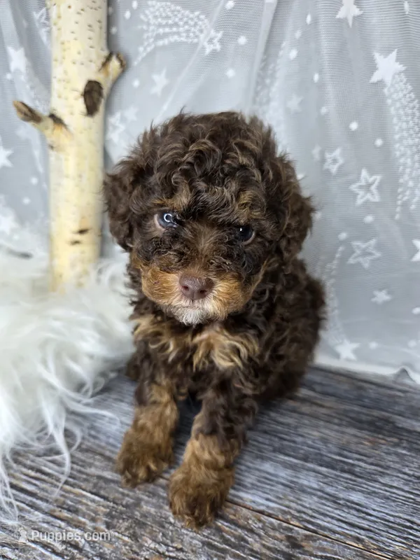 Coco – Poodle - Toy , Poodle - Miniature  puppy for sale in West Sacramento, CA