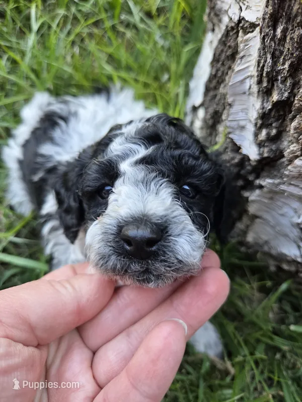 Sage – Poodle - Toy  puppy for sale in West Sacramento, CA