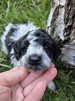 Sage, a male Poodle - Toy  for sale in West Sacramento, CA – 2 of 6