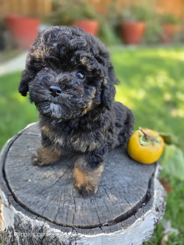 Shadow  – Poodle - Toy  puppy for sale in West Sacramento, CA