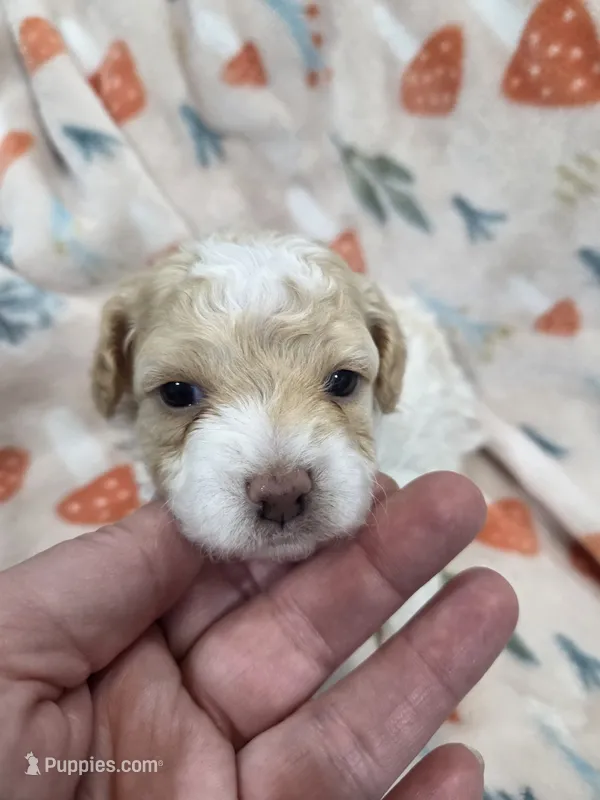 Sugar – Poodle - Toy  puppy for sale in West Sacramento, CA