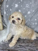 Mochi, a female Poodle - Toy  and Poodle - Miniature  for sale in West Sacramento, CA – 8 of 8