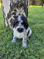 Sage, a male Poodle - Toy  for sale in West Sacramento, CA – 4 of 6